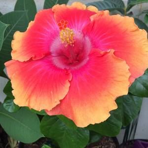 Meet your Posher, Hope